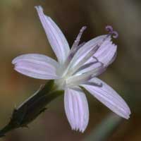 Brownplume Wirelettuce, Stephanomeria exigua